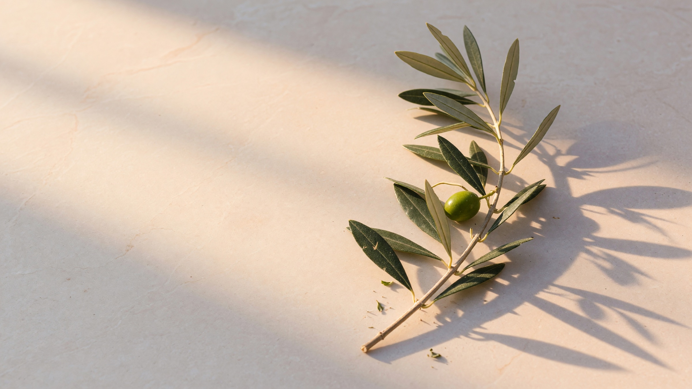 An olive branch resting in warm morning light on pale stone