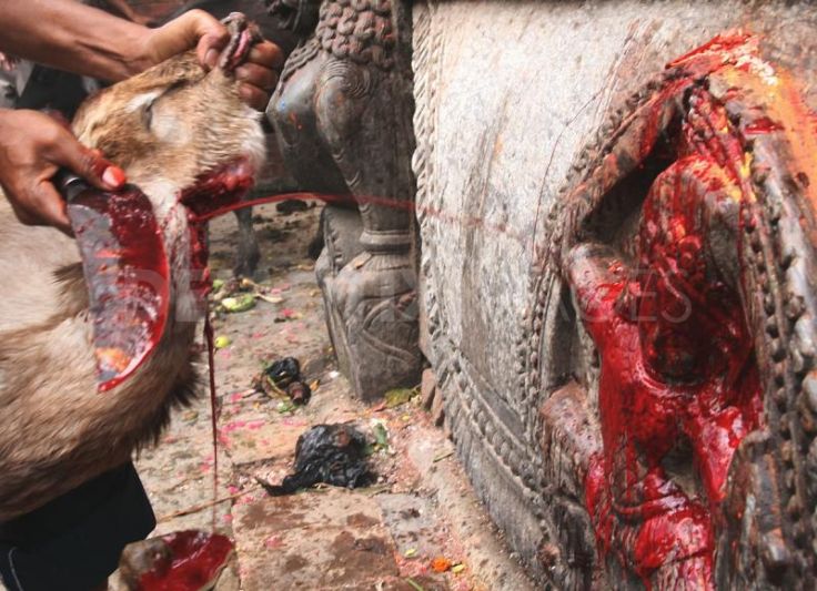 animal sacrifices animal sacrifices
