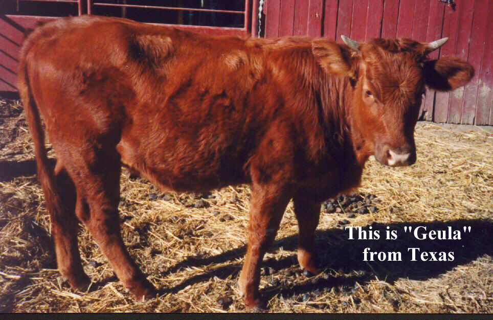 red heifer